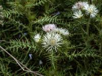 Wildschweindistel (Galactites Tomentosa) - Gozo